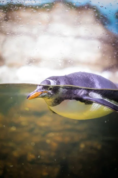 Uno Scatto Selettivo Simpatico Pinguino Che Nuota Sott Acqua — Foto Stock