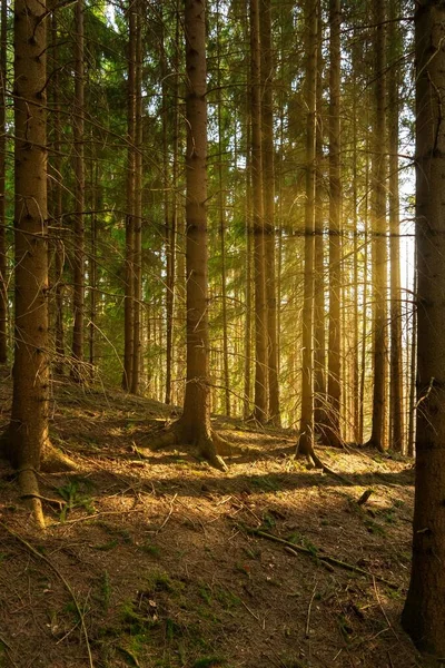 Vertikální Obrázek Zarovnaných Stromů Lese — Stock fotografie