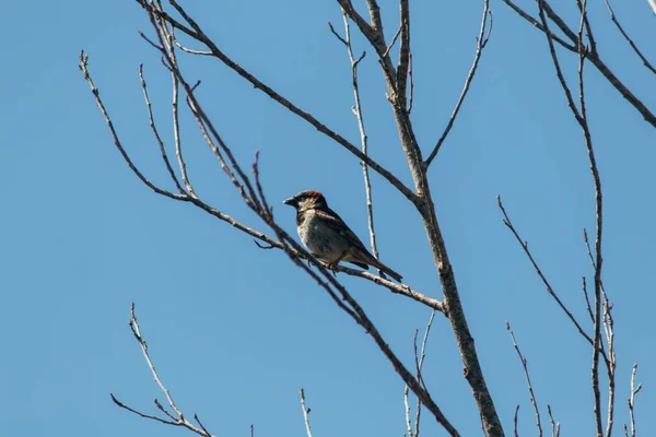 Mavi Gökyüzünün Altındaki Ağaç Dalında Oturan Bir Kuşun Alçak Açılı — Stok fotoğraf