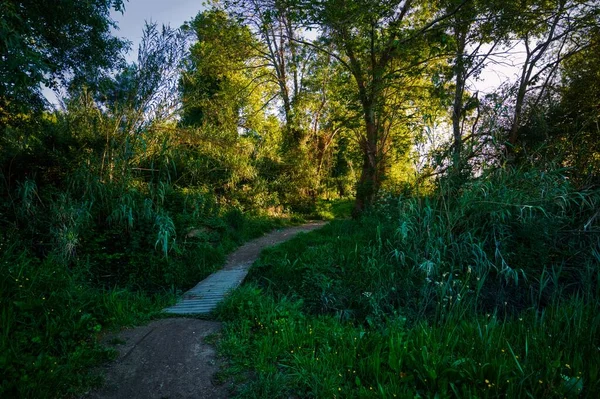 一条被草木环绕的美丽小路 — 图库照片