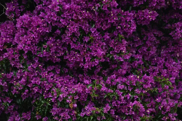 Primer Plano Hermosas Flores Aubretia Púrpura Jardín — Foto de Stock