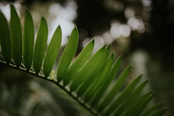 Enfoque Selectivo Las Hojas Una Palmera Perfecto Para Papel Pintado —  Fotos de Stock