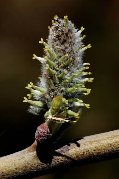 Een Selectieve Focus Shot Van Een Bloeiende Boom Ontkiemen Een — Stockfoto