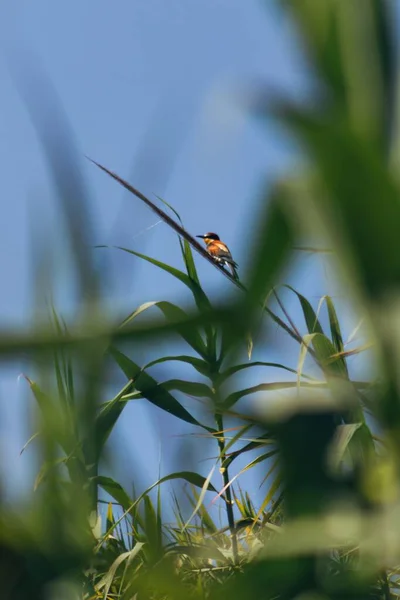 Vertical Low Angle Shot Bird Sitting Branch Surrounded Greenery — Stock Photo, Image