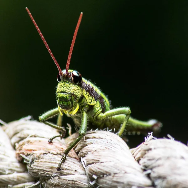 Closeup Shot Green Locust Black Background — Stock Photo, Image