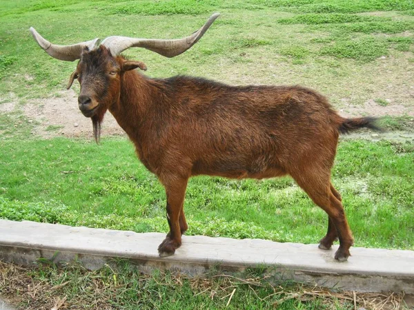 Bermeya Brown Goat Long Horns Standing Stone — Stock Photo, Image