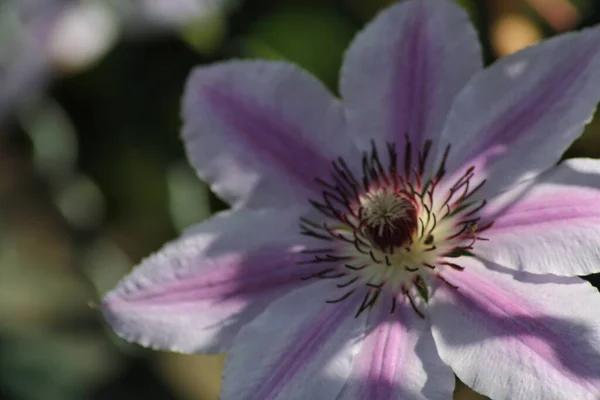 Une Mise Point Sélective Clematis Nelly Moser — Photo