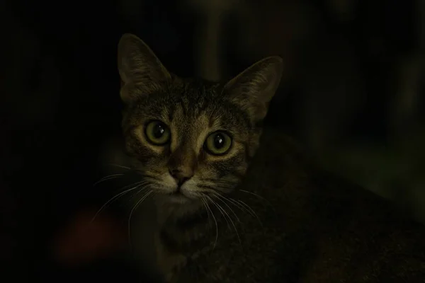 一只可爱的灰色猫 绿色的眼睛看着摄像机 — 图库照片