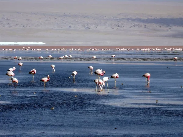 Bolivya Daki Laguna Verde Tuz Gölündeki Flamingolar — Stok fotoğraf