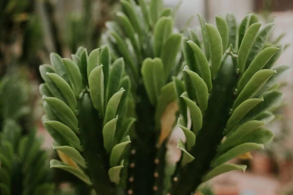 Tiro Seletivo Foco Uma Planta Suculenta Com Uma Haste Longa — Fotografia de Stock