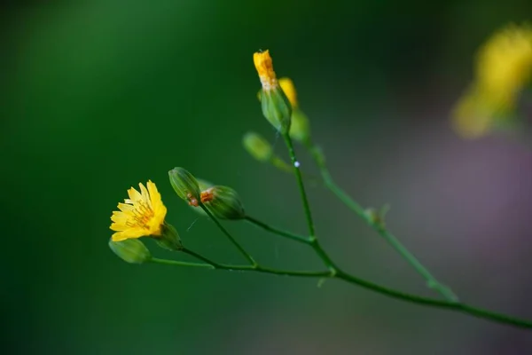 Tiro Seletivo Foco Uma Flor Amarela Pequena Com Fundo Borrado — Fotografia de Stock