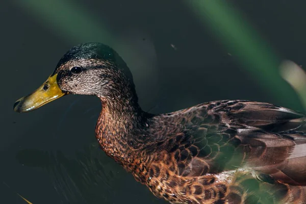 Een Close Shot Van Een Eend Een Groene Achtergrond Perfect — Stockfoto