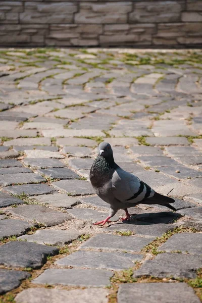 在街上看到一只鸽子的垂直镜头 — 图库照片