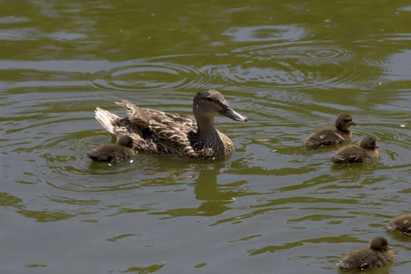 Madre Pato Nadando Estanque Con Los Patitos — Foto de Stock