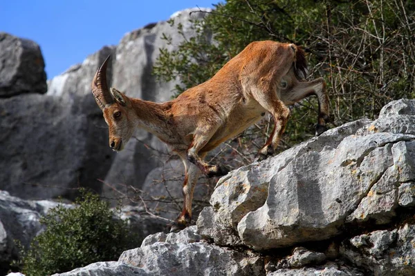 Închidere Unui Ibex Iberic Care Plimbă Stâncile Înconjurate Copaci Sub — Fotografie, imagine de stoc