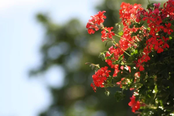 Selektivní Záběr Červené Tropické Kvetoucí Rostliny — Stock fotografie