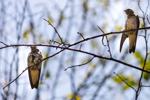Bel Oiseau Assis Sur Arbre Branches Minces Sans Feuilles — Photo