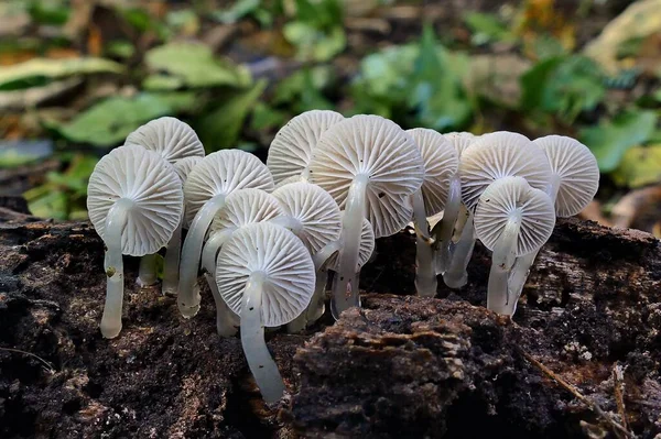 Closeup Group Austro Dripping Bonnet Mushrooms Showing Gills Growing Rotten — Stock Photo, Image