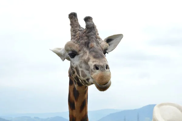 Primo Piano Della Testa Una Giraffa Carina — Foto Stock