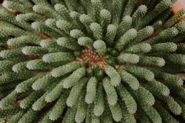 Felső Nézet Egy Gyönyörű Kaktusznövény Zamatos — Stock Fotó