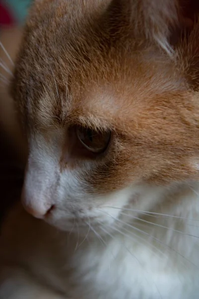 Simpatico Gatto Domestico Dai Capelli Corti Con Gli Occhi Marroni — Foto Stock