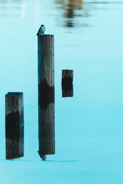 Une Image Lever Soleil Avec Des Oiseaux Isla Flores Petn — Photo