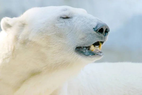 Primo Piano Orso Polare Con Gli Occhi Chiusi Sdraiato Terra — Foto Stock