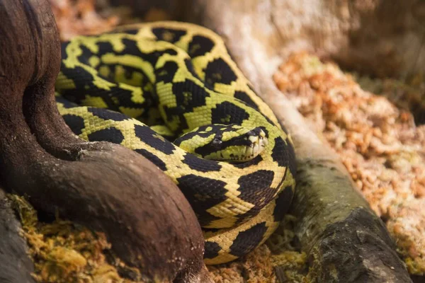 Tiro Foco Seletivo Cobra Amarela Com Manchas Pretas — Fotografia de Stock