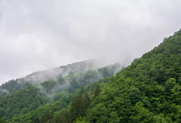 Uno Scatto Incredibile Una Fitta Foresta Paesaggio Montano — Foto Stock