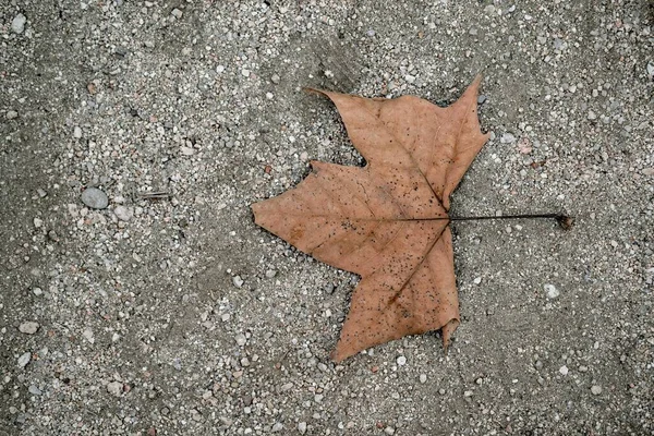 用小石块拍下的落在地上的褐色叶子的特写镜头 — 图库照片