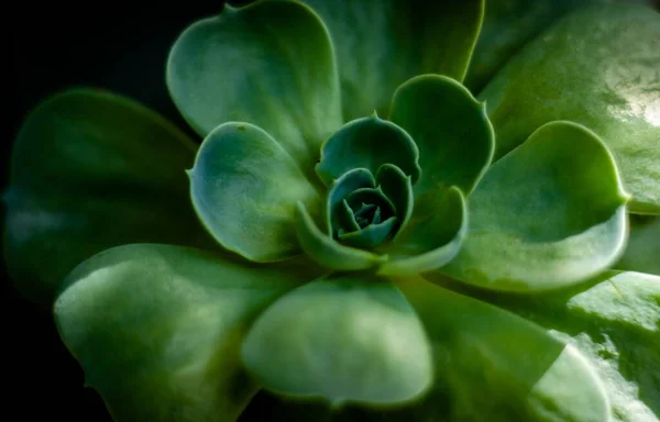 Close Echeveria Subsessilis Sob Luz Sol Fundo Escuro Embaçado — Fotografia de Stock