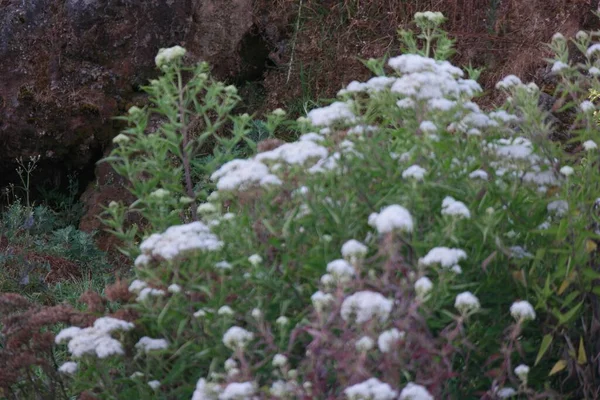 Zbliżenie Zdjęcie Białych Kwiatów Przyrodzie Koncepcja Tła — Zdjęcie stockowe