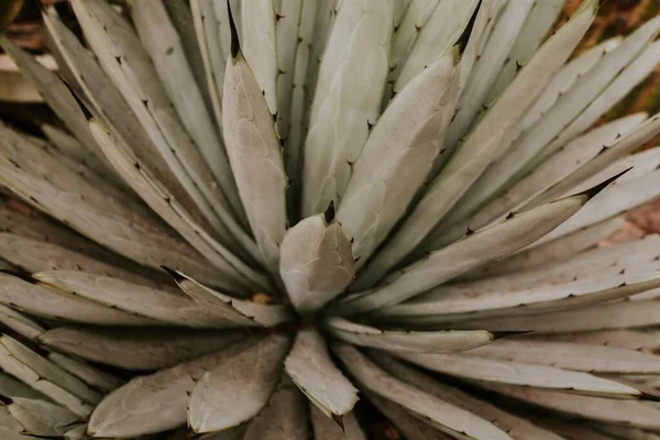 Eine Selektive Fokusaufnahme Von Agave Blättern Perfekt Für Tapeten — Stockfoto