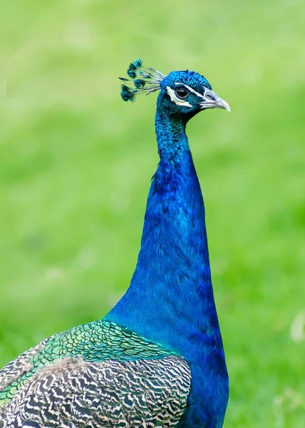 Arka Planı Bulanık Sevimli Bir Erkek Peafowl Dikey Görüntüsü — Stok fotoğraf