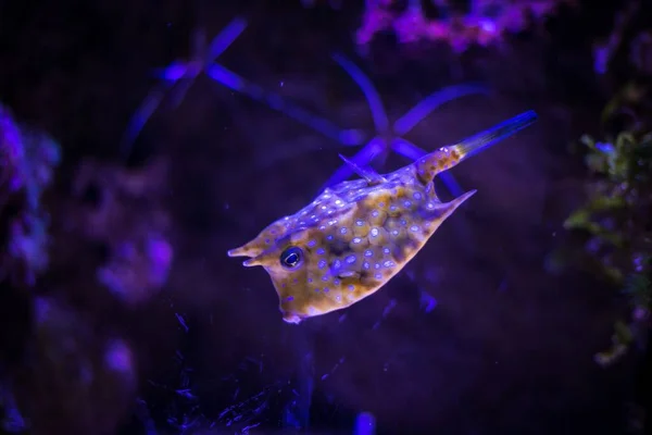 Een Close Shot Van Een Prachtige Langhoorn Cowfish Zwemmen Onderwater — Stockfoto