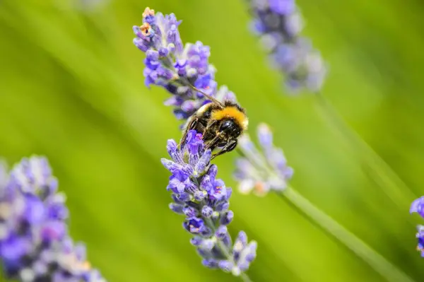 Eine Nahaufnahme Einer Biene Auf Einer Lila Blume Vor Grünem — Stockfoto