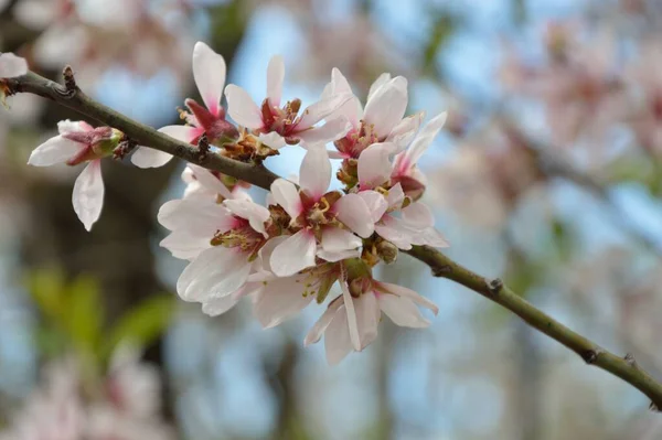 아름다운 벚꽃의 — 스톡 사진
