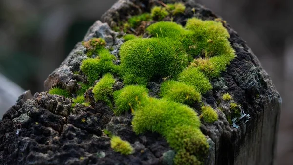 Closeup Shot Green Moss Tree Bark Blurred Background — Stock Photo, Image
