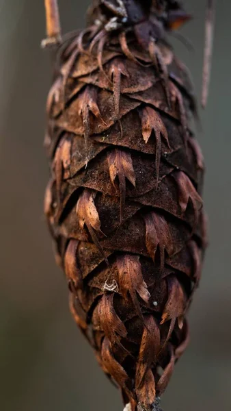 Tiro Close Cone Pinho Fundo Borrado — Fotografia de Stock