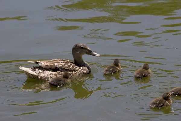 Madre Pato Nadando Estanque Con Los Patitos — Foto de Stock