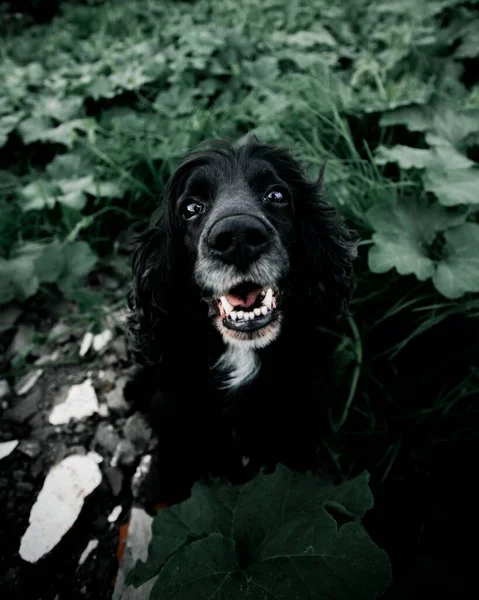 背景に緑と黒のコッカー スパニエルの犬の垂直ショット — ストック写真