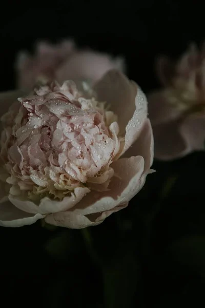 Eine Vertikale Aufnahme Einer Rosa Pfingstrose Die Mit Wassertropfen Bedeckt — Stockfoto