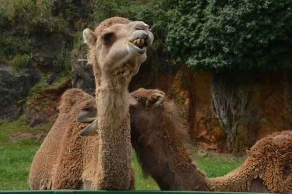 Nahaufnahme Des Kopfes Eines Niedlichen Kamels — Stockfoto