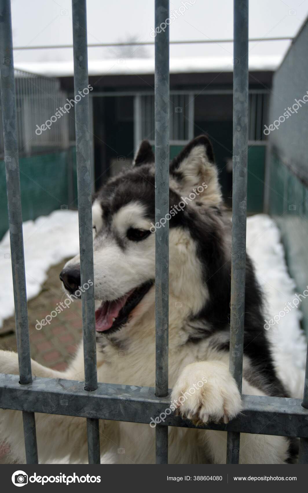 siberian husky animal shelter