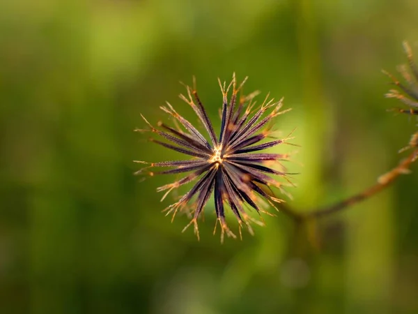 一张带有绿色背景的黑松杂草种子特写照片 — 图库照片