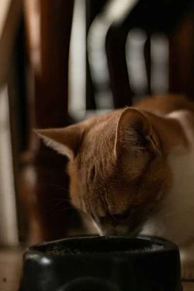 Eine Vertikale Aufnahme Einer Hauskatze Die Wasser Trinkt — Stockfoto