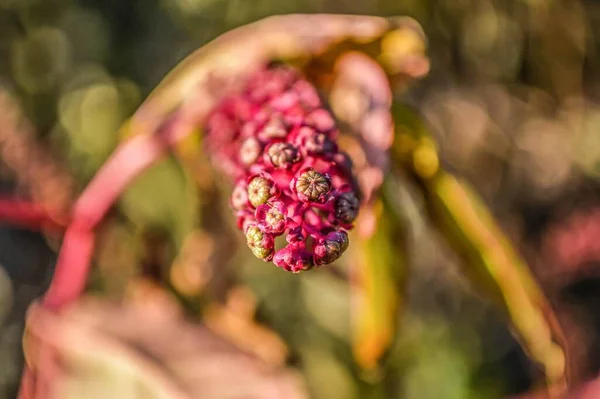 Eine Nahaufnahme Einer Schönen Leuchtend Rosa Blume Vor Einem Verschwommenen — Stockfoto