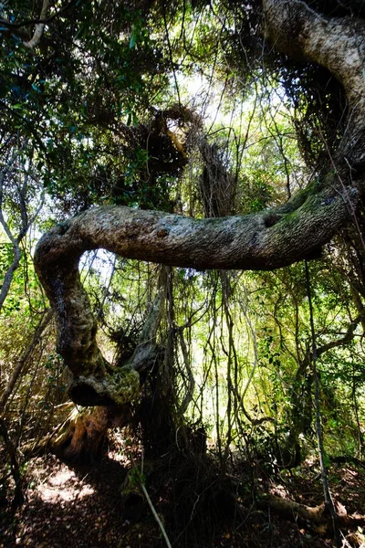 Tiro Vertical Árvores Crescimento Alto Floresta Sob Luz Sol — Fotografia de Stock