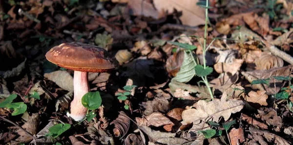 Primo Piano Funghi Selvatici Una Foresta — Foto Stock