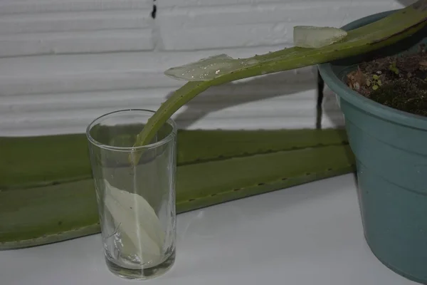ガラスに結晶が落ちる緑のアロエベラの植物のクローズアップショット — ストック写真